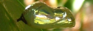 Pupae